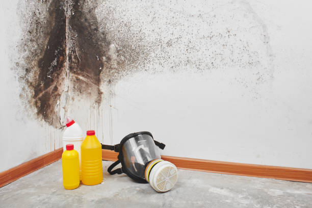 Best Mold Remediation  in Robins, IA
