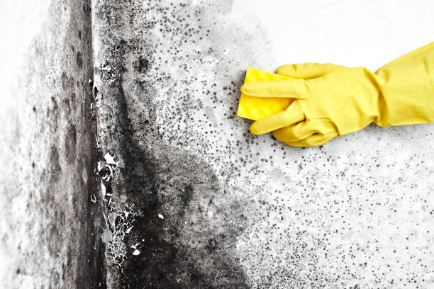Best Toxic Mold Removal  in Robins, IA