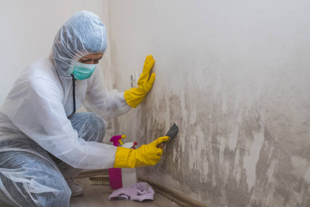 Best Fast Mold Removal  in Robins, IA