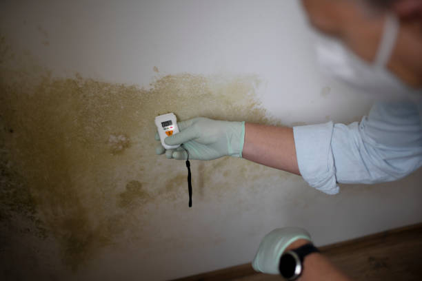 Best Mold Removal and Inspection  in Robins, IA