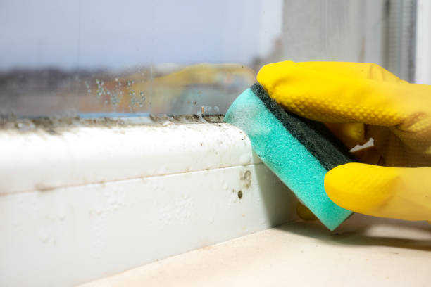 Best Residential Mold Removal  in Robins, IA