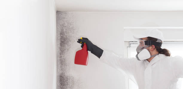 Best Commercial Mold Removal  in Robins, IA