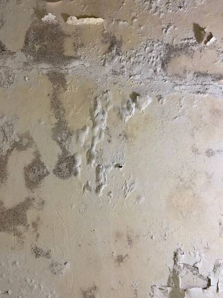 Best Mold Removal Company Near Me  in Robins, IA