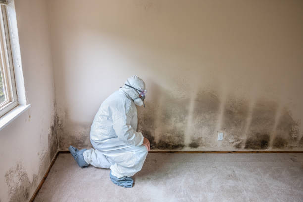 Best Home Mold Removal  in Robins, IA