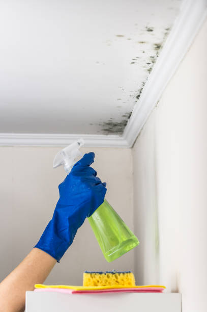 Best Office Mold Removal Services  in Robins, IA